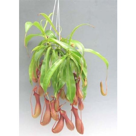Nepenthes Alata Hang