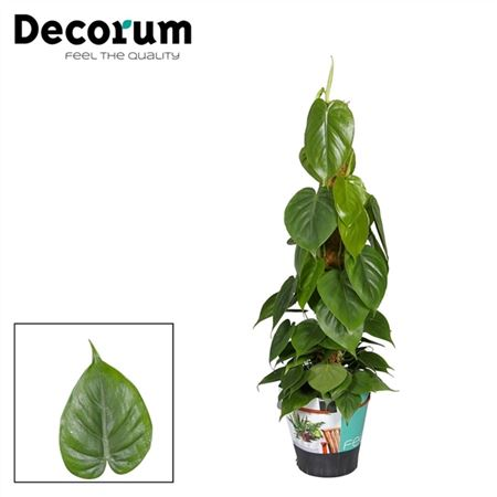 Philodendron Scandens 80mos