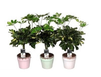 Schefflera Gold Capella 21/80