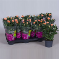 Rosa Parade Dora (grower)