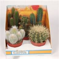 Cactus Mix Showdoos (pv10001) 510/15 - CACTUS MIX SHOWDOOS 10.5 (161)