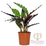 Calathea Lancifolia 14/60 - Calathea Lancifolia 14 60