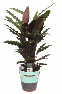 Calathea Lancifolia 14/60