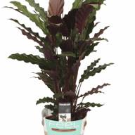Calathea Lancifolia 14/60 - calathea-wavestar-beautiful-silky-leaf-florastore-calathea