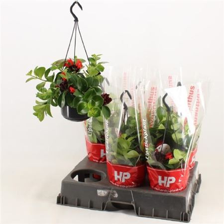 Aeschynanthus Mona Lisa (hang) 18/40