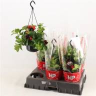 Aeschynanthus Mona Lisa (hang) 18/40 - X1015815_H_1