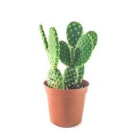 Cactus Opuntia 12/35