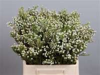 Brunia Noduliflora X10