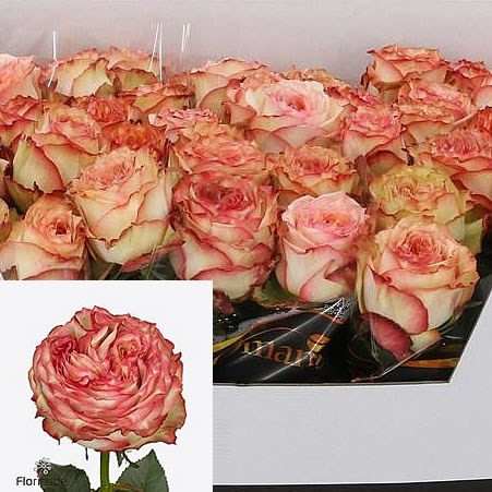 Rose Miraculous 50 sm