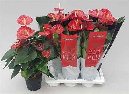 Anthurium Hello Merlo 17/50