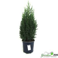 Juniperus 17/50