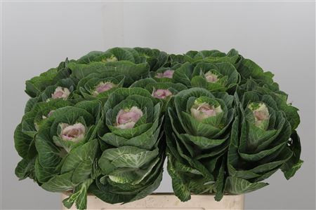 Brassica Crane Bicolor X5