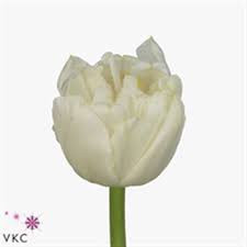 Tulp Du Northcap Holland