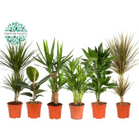 Planten Groen Mix 3