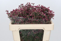 Limonium Sin China Summer Holland