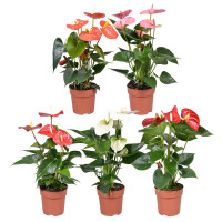 Anthurium Mix 9/40
