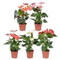 Anthurium Mix 9/40 - 4c06bd8e-9d58-4db1-972a-8326f6d61bdf