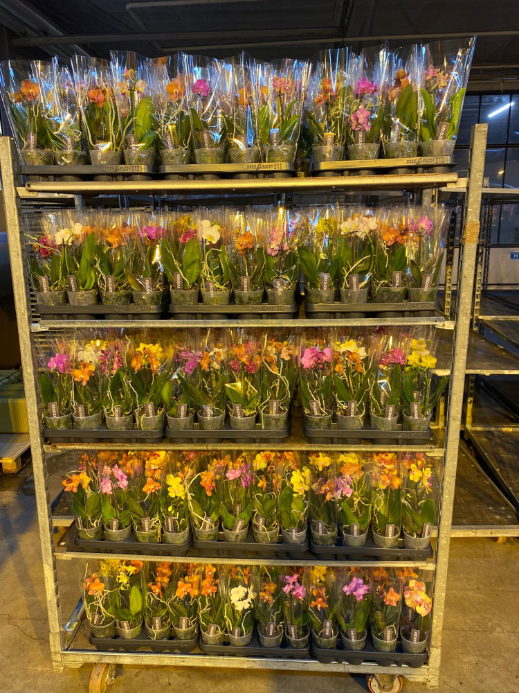 Phal A2 1-tak Orhids Mix 12/40