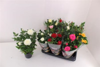 Rosa Twin Colour  12/30