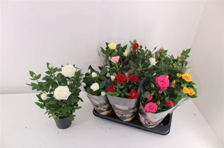 Rosa Twin Colour  12/30