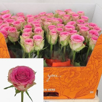 Rose Times Squarel 60 sm