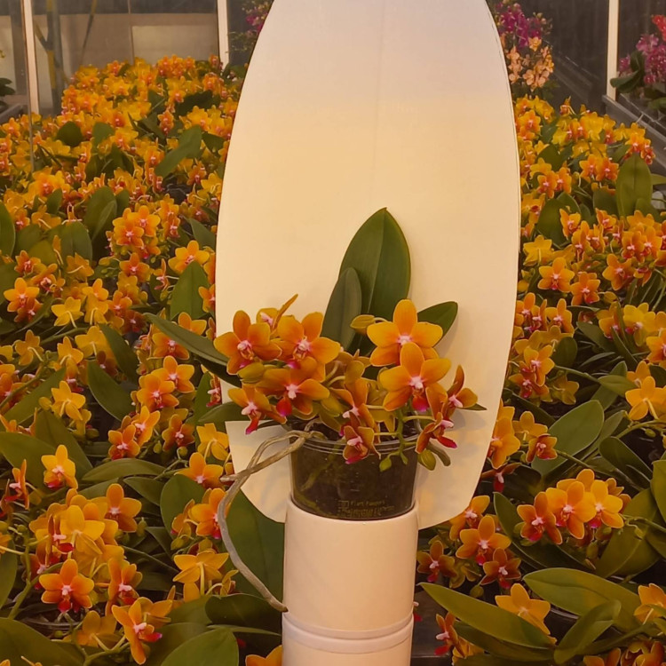 Phal 2/3-tak Yellow Lips VG 12/55