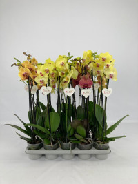 Phal A2 2-tak Yellow Mix Levo 12/75