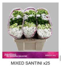 Chr Santini Breeze Mix X25