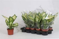 Dieffenbachia Bertina 12/40