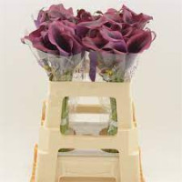 Zantedeschia Avalancher 90 sm Holland