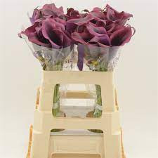 Zantedeschia Avalancher 90 sm Holland