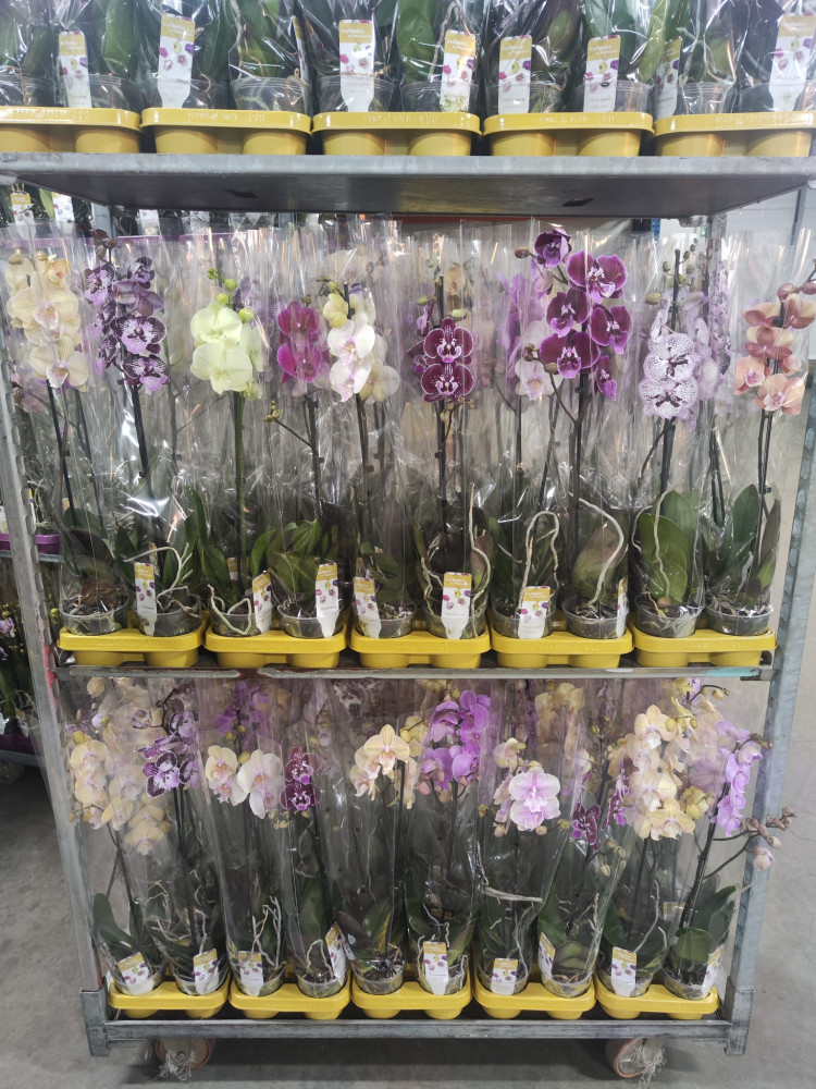 Phal 1-tak Phalaenova Biglip Mix 12/70