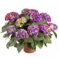 Hydrangea Ningbo 15/35