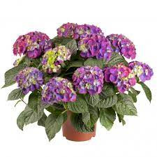 Hydrangea Ningbo 15/35