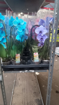 Phal A2 1-tak Cascade Color Mix 12/55