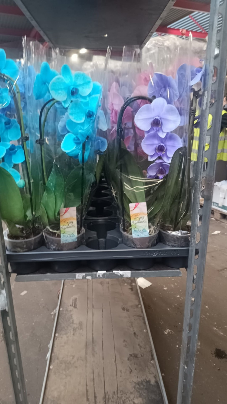 Phal A2 1-tak Cascade Color Mix 12/55