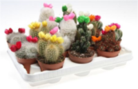 Cactus Versierd Strowbloem (186)