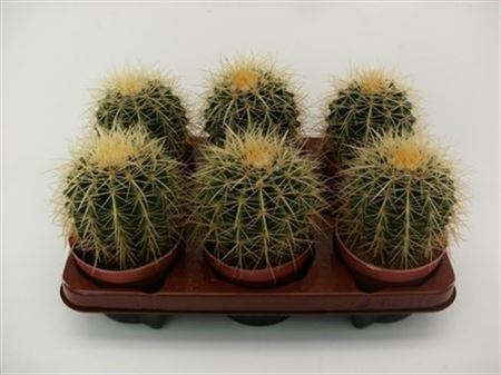 Echinocactus Grusonii 12/20