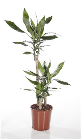 Dracaena Frag Steudneri 45/15