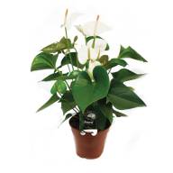 Anth Sumi 17/70 - Anthurium-andreanum-Sumi-white-17-65