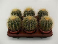 Echinocactus Grusonii