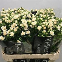 Spray Cream Gracia 60 sm