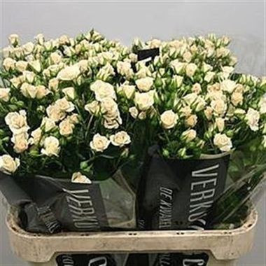 Spray Cream Gracia 60 sm