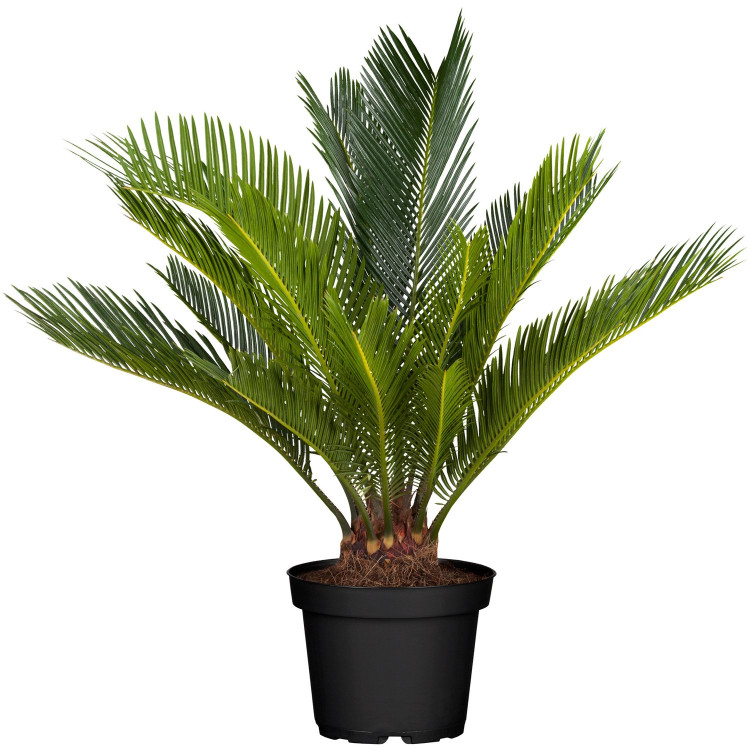 Cycas Revoluta 24/90