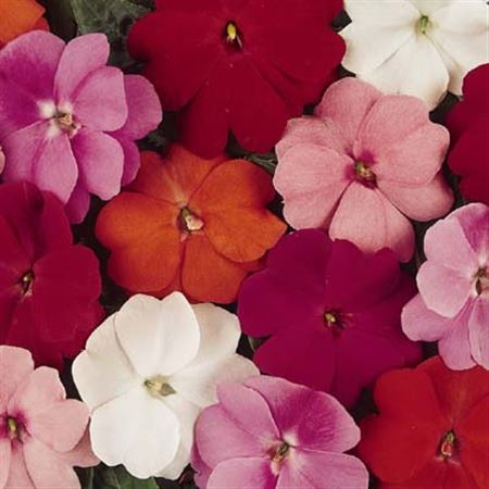 Impatiens Ng Mixkar