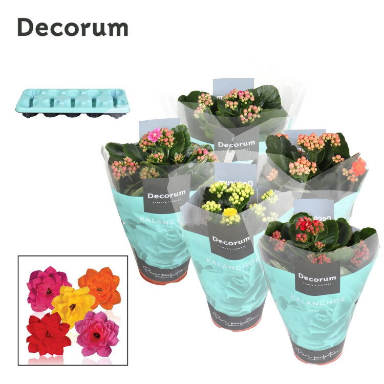 Kalanchoe Daigremont 12/25