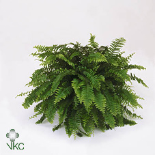 Nephrolepis Boston