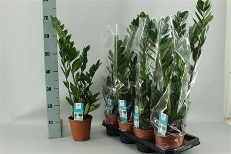 Zamioculcas 14/70