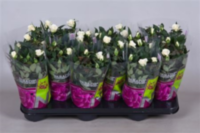 Rosa Parade Freja (grower)