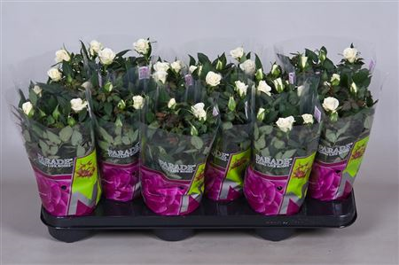 Rosa Parade Freja (grower)